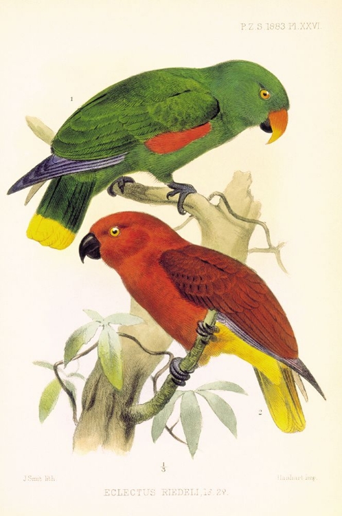 Picture of JOSEPH SMIT PARROTS PLATE 26