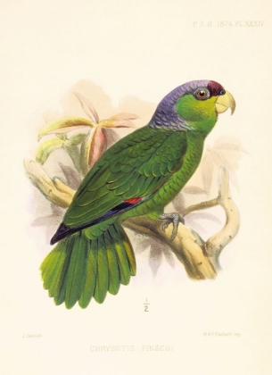 Picture of JOSEPH SMIT PARROTS PARROT PLATE 34