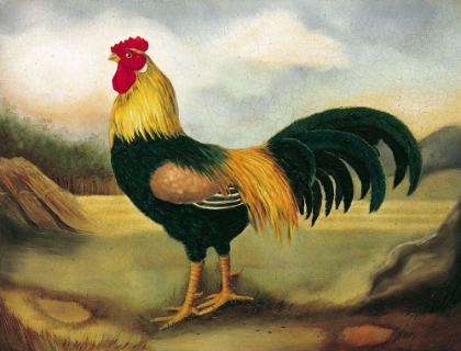 Picture of OLD ENGLISH GAME COCK