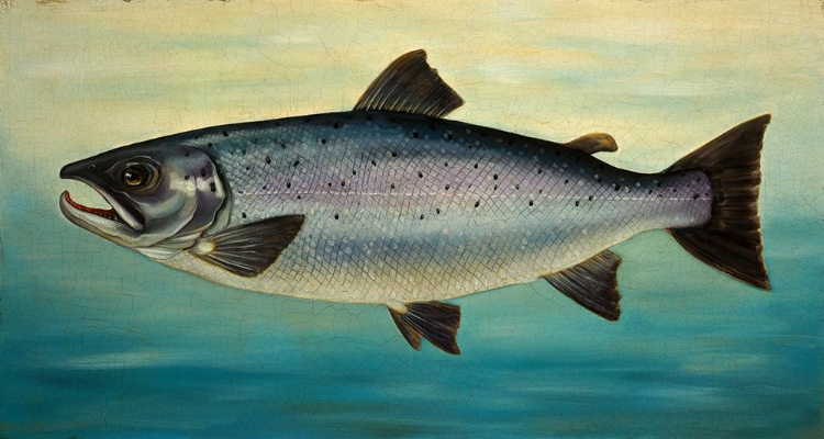 Picture of ATLANTIC SALMON