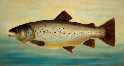 Picture of BROWN TROUT