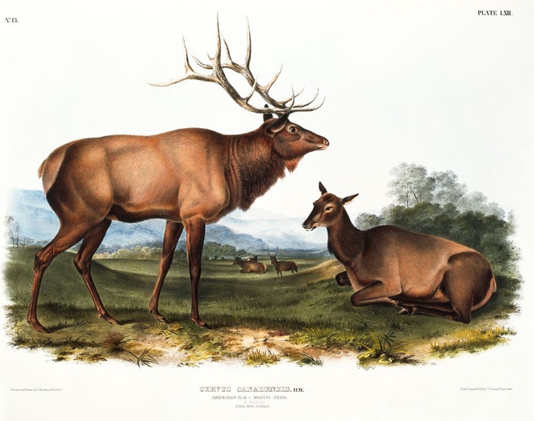 Picture of AMERICAN ELK