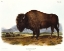 Picture of AMERICAN BISON