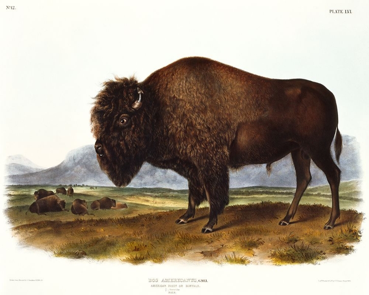 Picture of AMERICAN BISON