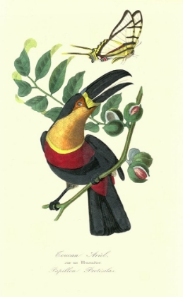 Picture of TOUCAN ON NUTMEG