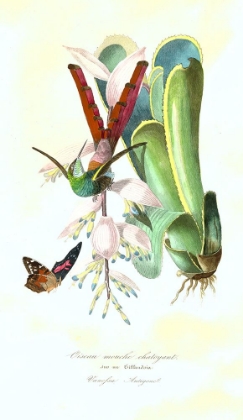 Picture of HUMMINGBIRD ON BROMELAID