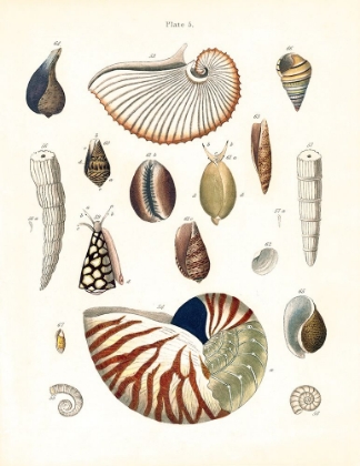 Picture of PLATE 5