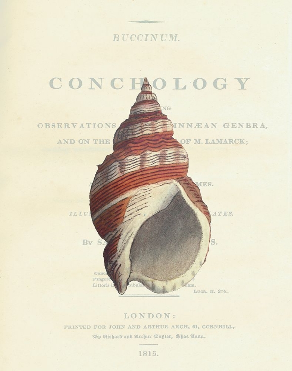 Picture of CONCHOLOGY BUCCINUM