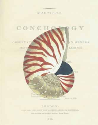 Picture of CONCHOLOGY NAUTILUS