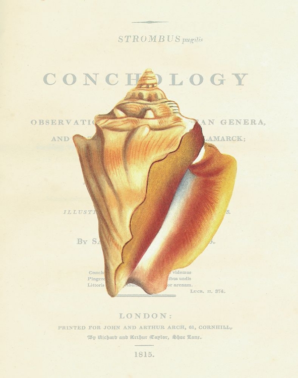 Picture of CONCHOLOGY STROMBUS PUGILUS