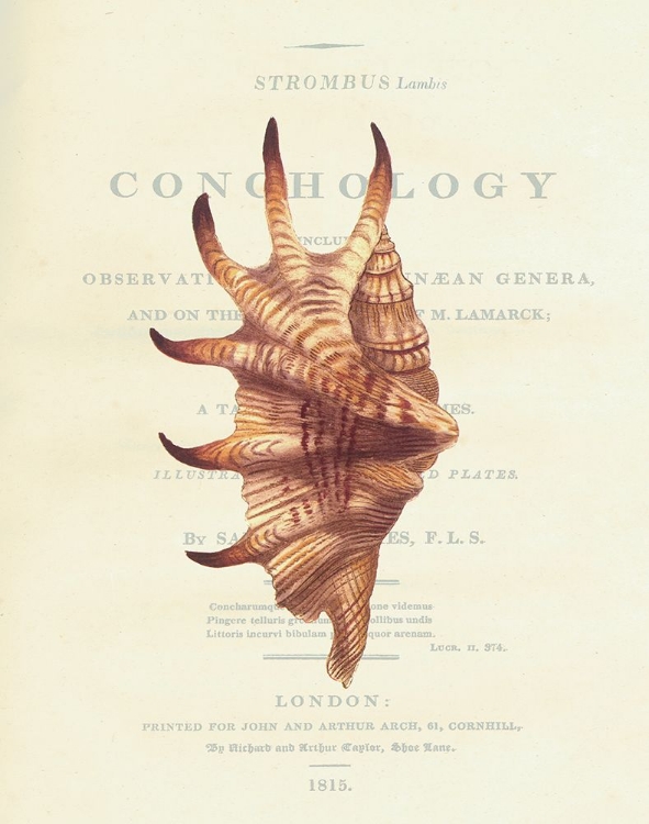 Picture of CONCHOLOGY STROMBUS LAMBIS