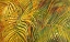 Picture of TROPICAL LIGHT