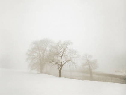 Picture of WHITE FOG #1