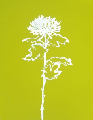 Picture of A CHRYSANTHEMUM I