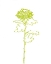 Picture of A CHRYSANTHEMUM II