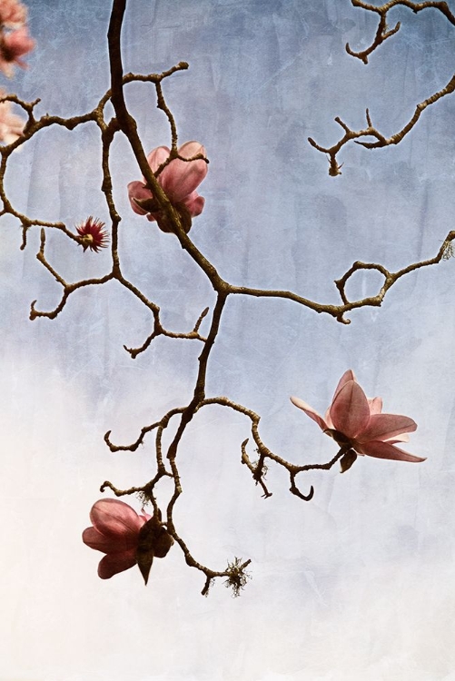 Picture of TULIP MAGNOLIA 2