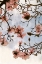 Picture of TULIP MAGNOLIA 3