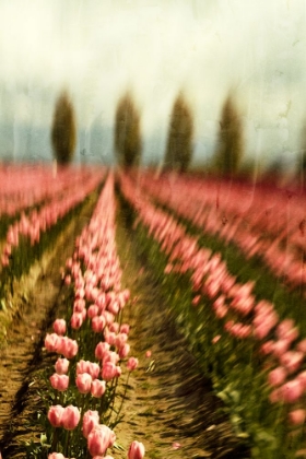 Picture of TULIP FIELD 1