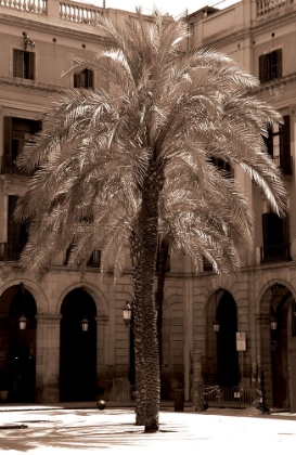 Picture of PALM BARCELONA