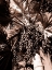 Picture of MAURITIUS DATE