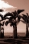 Picture of MAURITIUS PALM