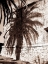 Picture of ANTIBES PALM