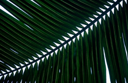 Picture of TROPICAL LEAF 1