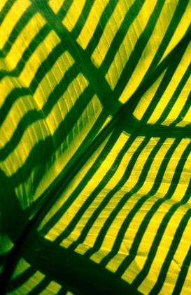 Picture of TROPICAL LEAF 2