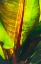 Picture of TROPICAL LEAF 3