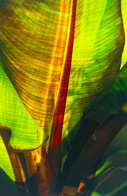 Picture of TROPICAL LEAF 3