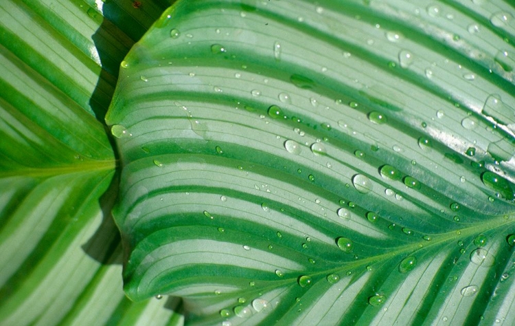 Picture of TROPICAL LEAF 4