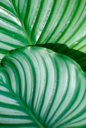 Picture of TROPICAL LEAF 5