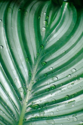 Picture of TROPICAL LEAF 6