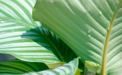 Picture of TROPICAL LEAF 7