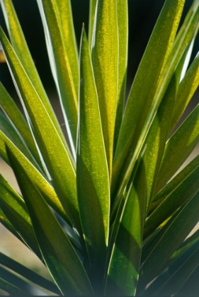 Picture of TROPICAL LEAF 8