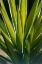 Picture of TROPICAL LEAF 8
