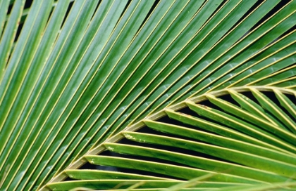 Picture of TROPICAL LEAF 9