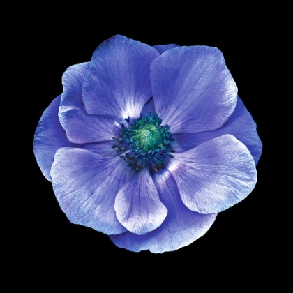 Picture of ANEMONE