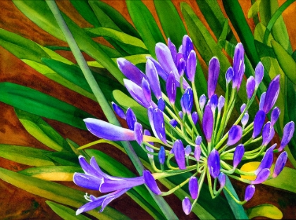 Picture of AGAPANTHUS