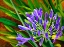 Picture of AGAPANTHUS