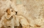 Picture of A DOGS STORY 3