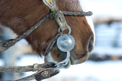 Picture of HORSES DETAIL