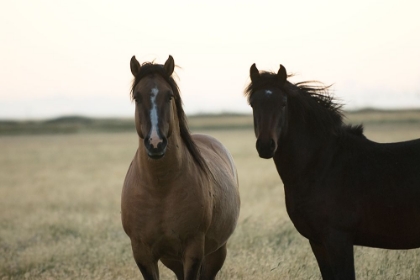 Picture of HORSES PATAGONIA 1