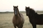 Picture of HORSES PATAGONIA 1