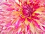 Picture of NATURE SERIES 891