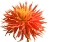 Picture of ORANGE BLAST