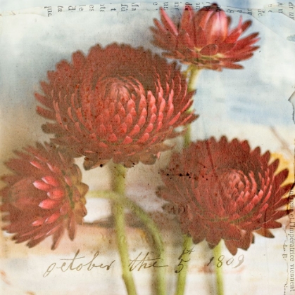 Picture of RED STRAWFLOWER 2