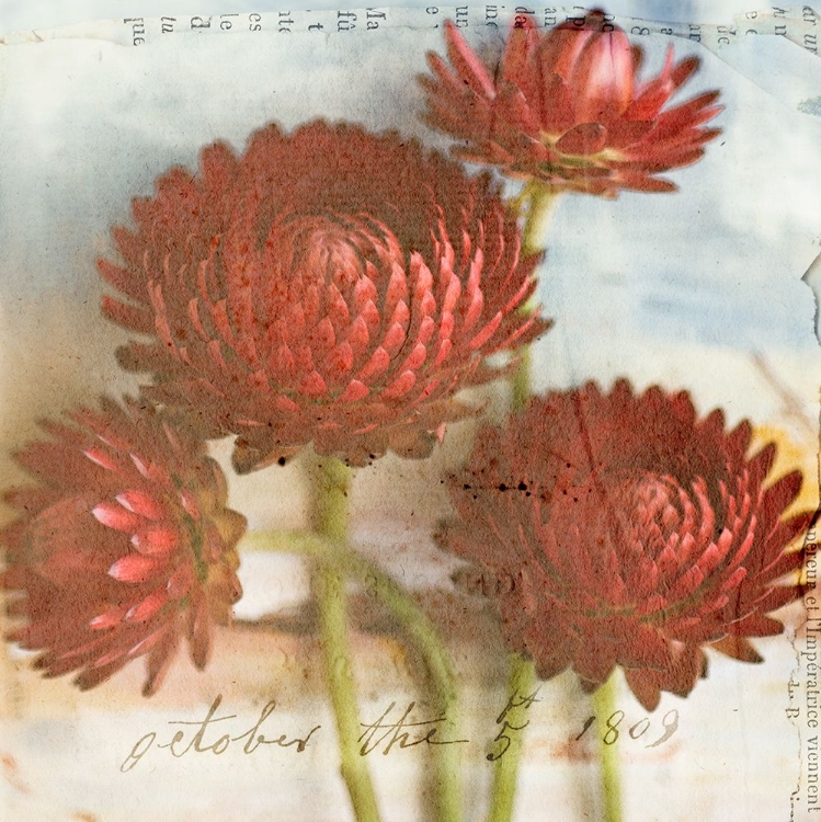 Picture of RED STRAWFLOWER 2