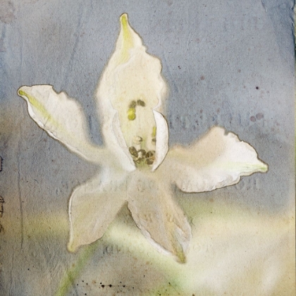 Picture of WHITE FLOWER 3