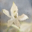 Picture of WHITE FLOWER 3